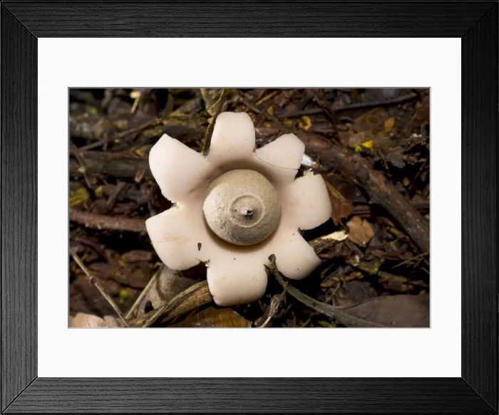 Framed Print : AE-5972-8577 Framed Print : AE-5972-8577