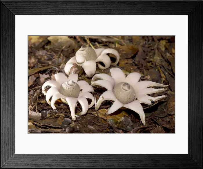 Framed Print : AE-5972-8589 Framed Print : AE-5972-8589