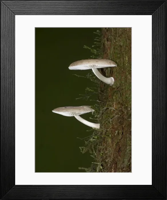Framed Print : AE-5972-9217 Framed Print : AE-5972-9217