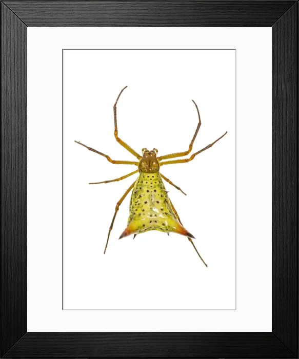 Framed Print : AE-5972-9319 Framed Print : AE-5972-9319