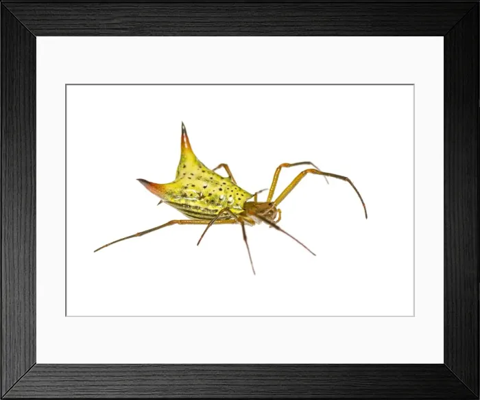 Framed Print : AE-5972-9323 Framed Print : AE-5972-9323