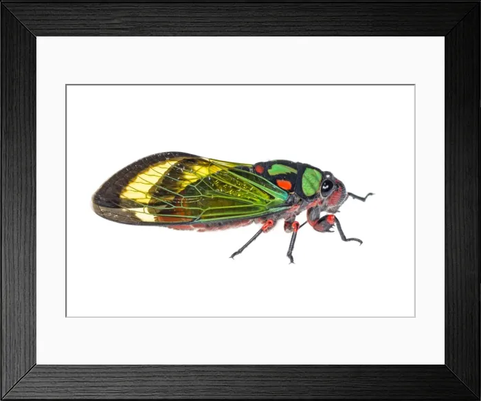 Framed Print : AE-5972-9501 Framed Print : AE-5972-9501