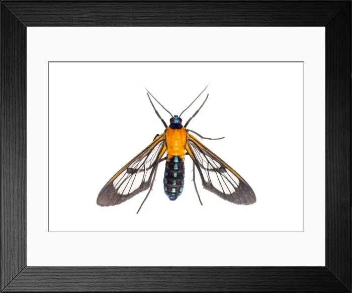 Framed Print : AE-5972-9528 Framed Print : AE-5972-9528