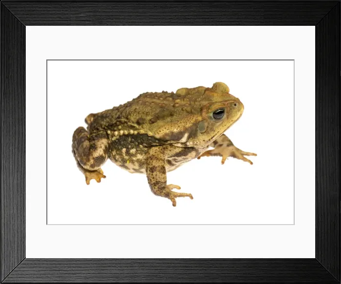 Framed Print : AE-5972-9596 Framed Print : AE-5972-9596