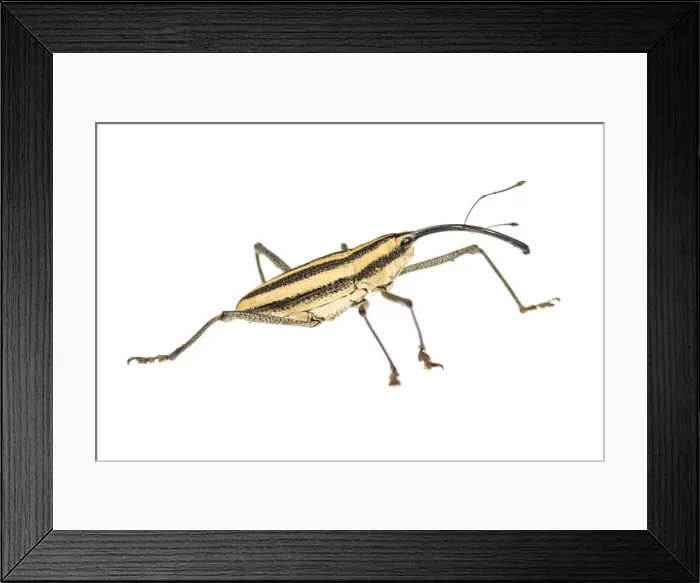 Framed Print : AE-5972-9601 Framed Print : AE-5972-9601