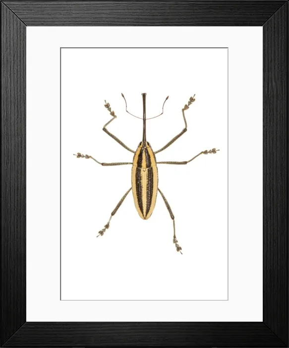 Framed Print : AE-5972-9622 Framed Print : AE-5972-9622
