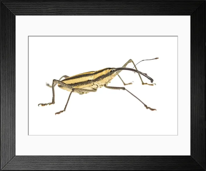 Framed Print : AE-5972-9633 Framed Print : AE-5972-9633