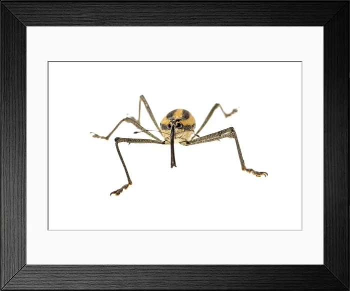 Framed Print : AE-5972-9638 Framed Print : AE-5972-9638
