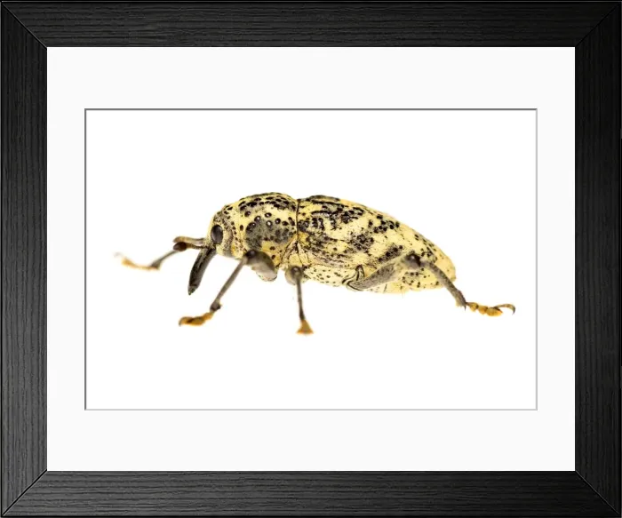 Framed Print : AE-5972-9816 Framed Print : AE-5972-9816