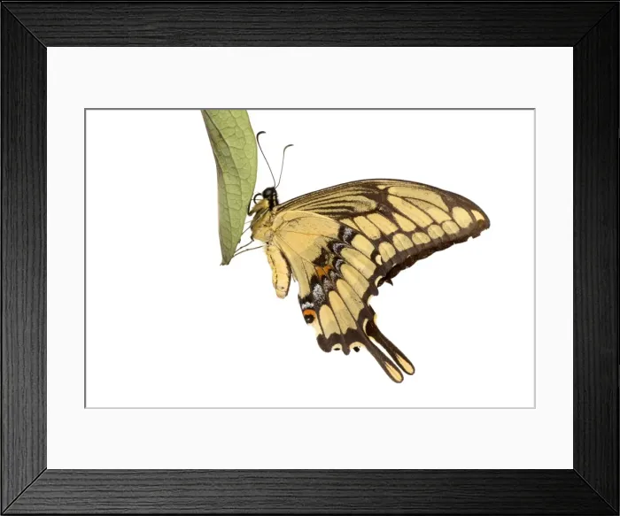 Framed Print : AE-5972-9877