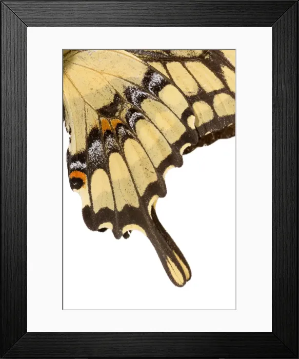 Framed Print : AE-5972-9886 Framed Print : AE-5972-9886