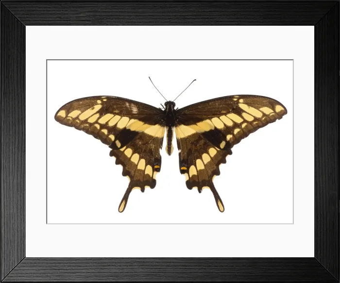 Framed Print : AE-5972-9986 Framed Print : AE-5972-9986