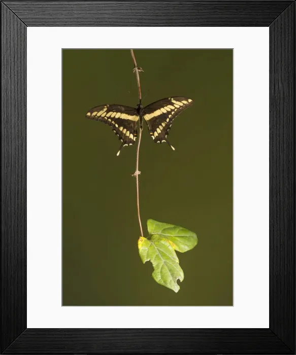 Framed Print : AE-5972-10052 Framed Print : AE-5972-10052