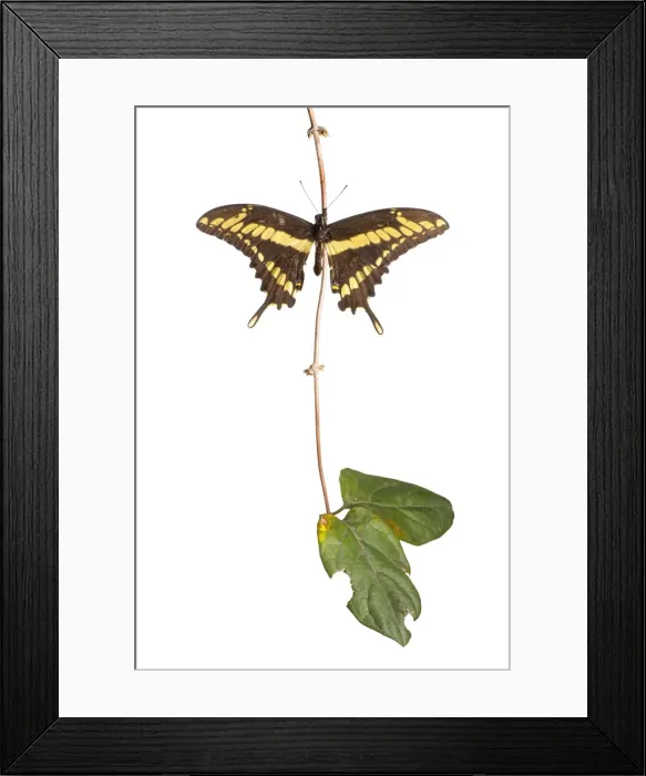 Framed Print : AE-5972-10104 Framed Print : AE-5972-10104