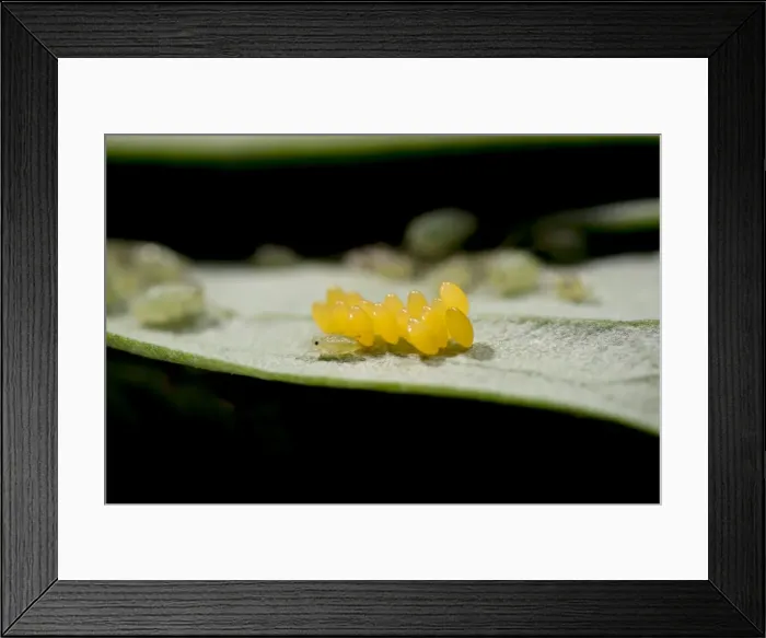 Framed Print : AE-5972-10441