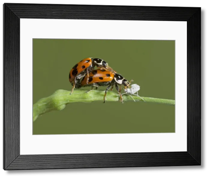 Framed Print : AE-5972-10713 Framed Print : AE-5972-10713