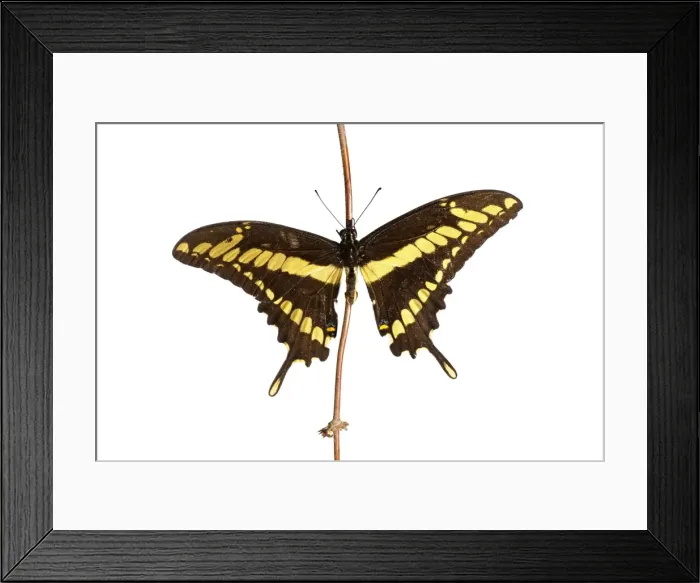 Framed Print : AE-5972-10116 Framed Print : AE-5972-10116