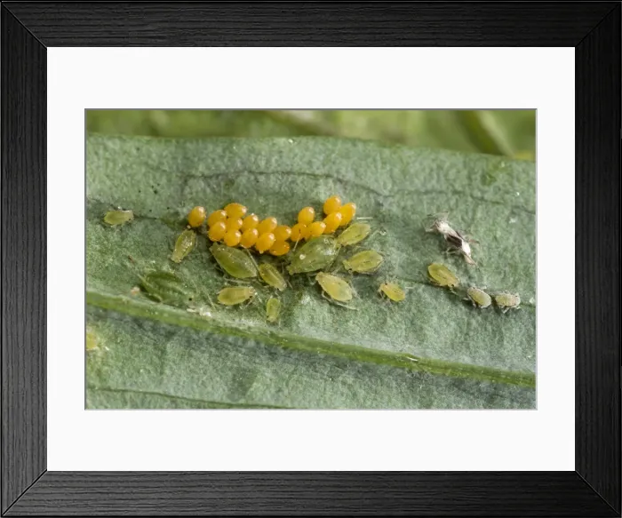 Framed Print : AE-5972-10723 Framed Print : AE-5972-10723