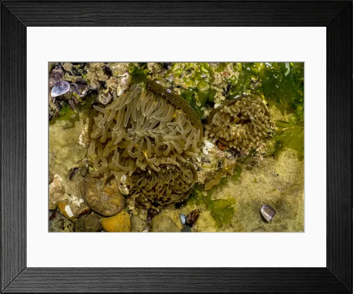 Framed Print : AE-5972-11775 Framed Print : AE-5972-11775