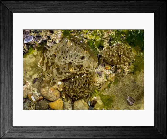 Framed Print : AE-5972-11783 Framed Print : AE-5972-11783