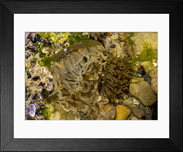 Framed Print : AE-5972-11792 Framed Print : AE-5972-11792