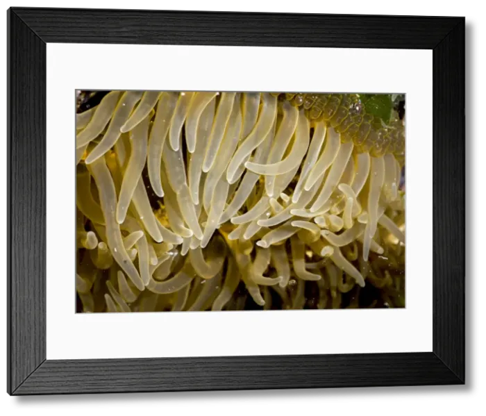 Framed Print : AE-5972-11798 Framed Print : AE-5972-11798
