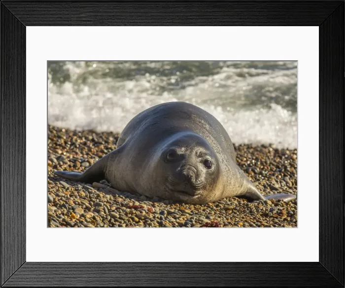 Framed Print : AE-5972-12222 Framed Print : AE-5972-12222