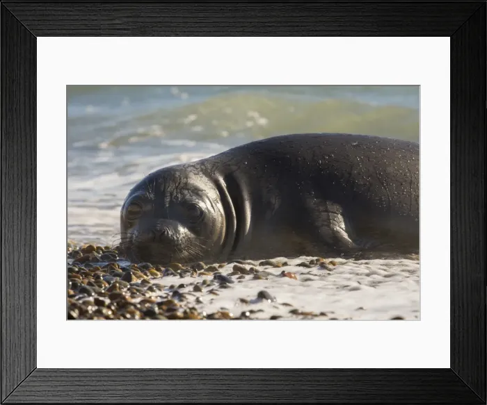 Framed Print : AE-5972-12260 Framed Print : AE-5972-12260