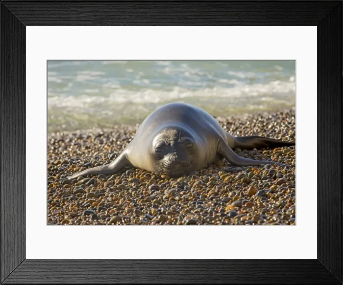 Framed Print : AE-5972-12276 Framed Print : AE-5972-12276