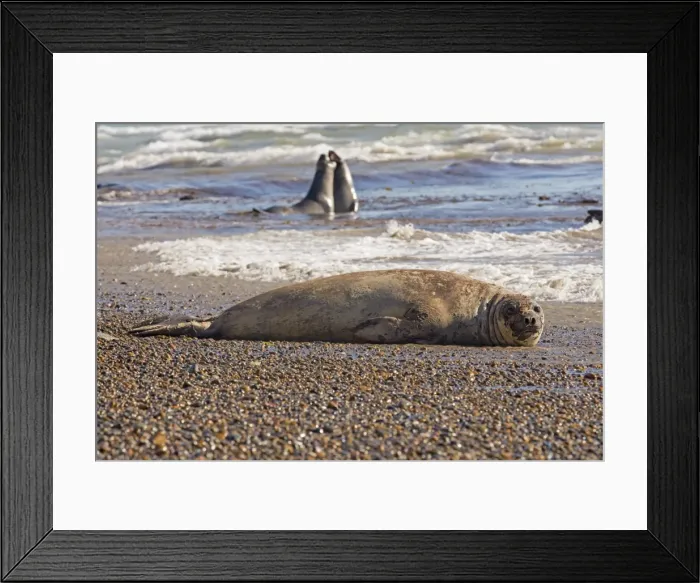 Framed Print : AE-5972-12325 Framed Print : AE-5972-12325