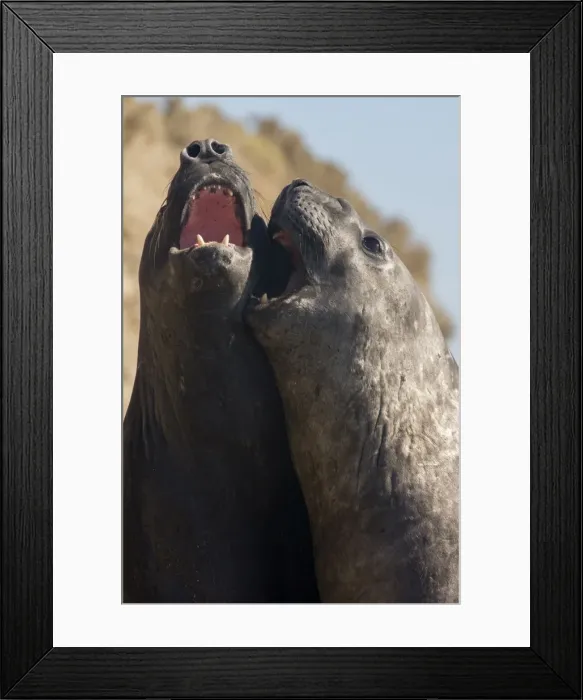 Framed Print : AE-5972-13279 Framed Print : AE-5972-13279