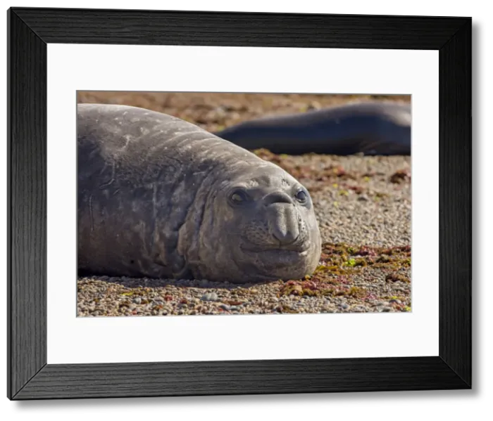 Framed Print : AE-5972-13502 Framed Print : AE-5972-13502