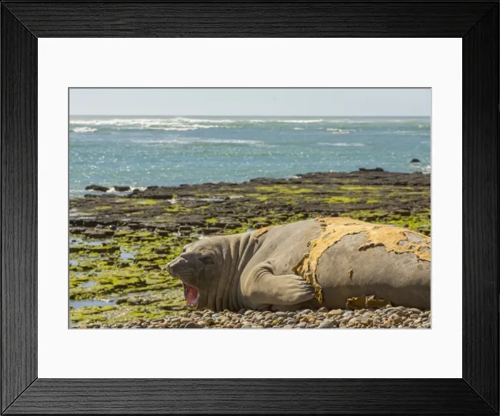 Framed Print : AE-5972-13904 Framed Print : AE-5972-13904
