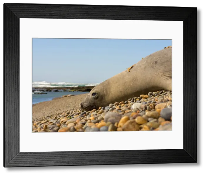 Framed Print : AE-5972-13915 Framed Print : AE-5972-13915