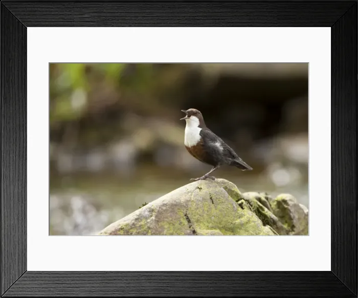 Framed Print : Dipper singing Framed Print : Dipper singing