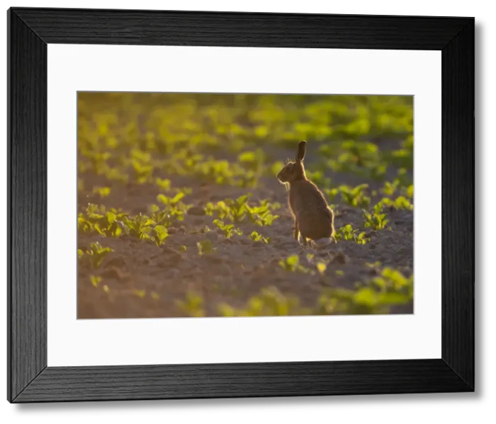 Framed Print : JSP15-00975 Framed Print : JSP15-00975