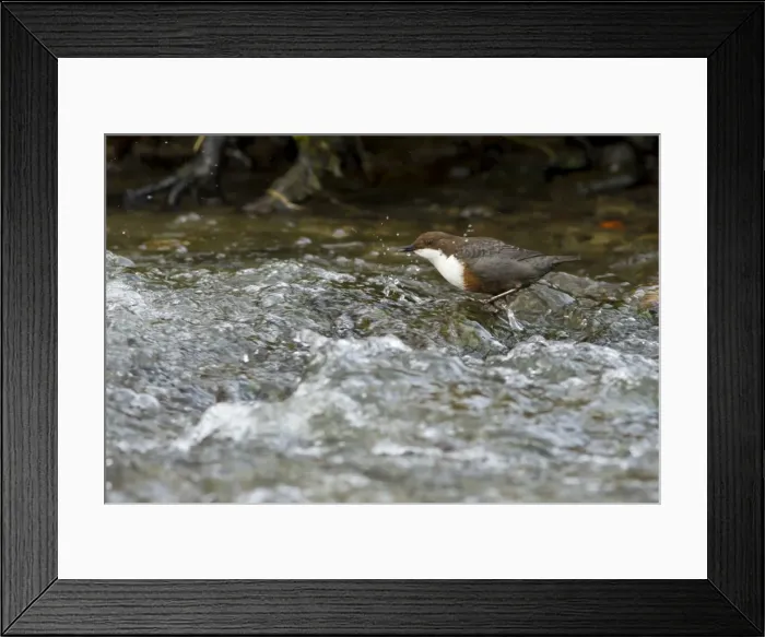 Framed Print : Picture No. 11671255 Framed Print : Picture No. 11671255