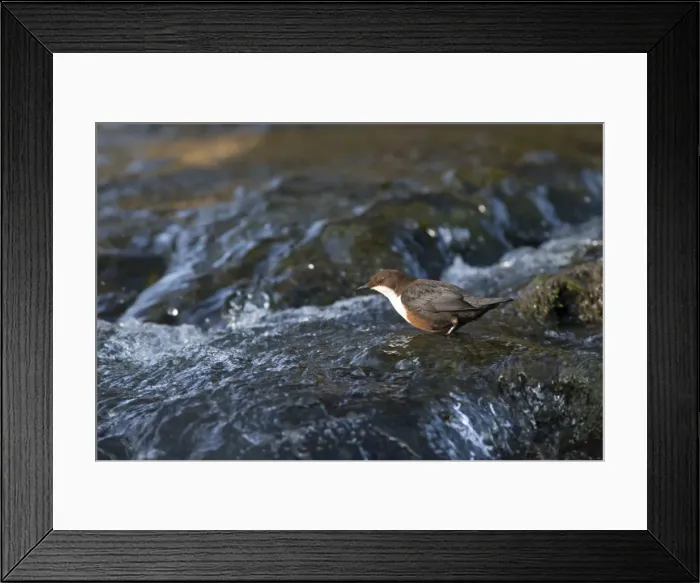 Framed Print : Picture No. 11671256 Framed Print : Picture No. 11671256