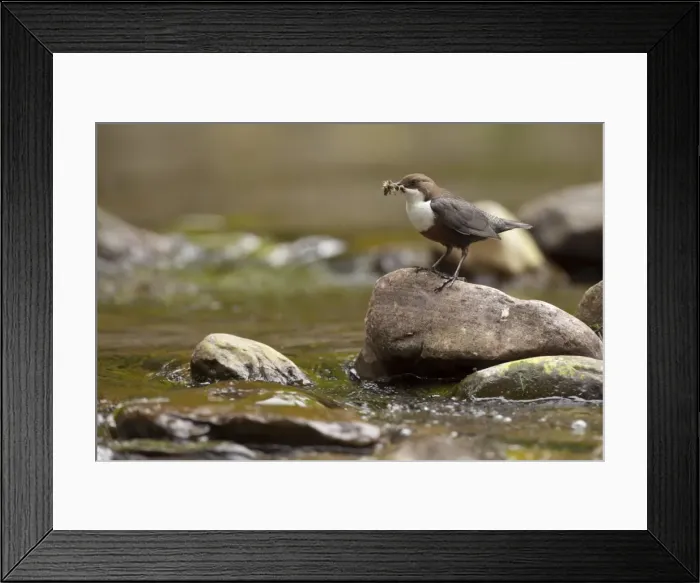 Framed Print : Picture No. 11671257 Framed Print : Picture No. 11671257