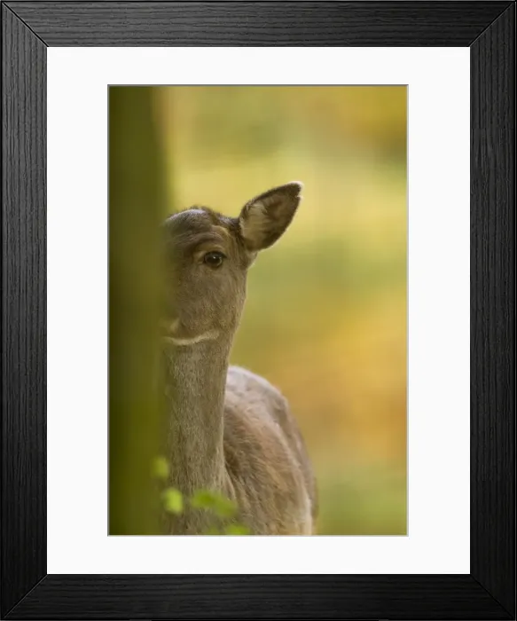 Framed Print : Picture No. 11671259 Framed Print : Picture No. 11671259