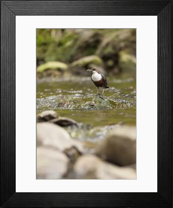 Framed Print : Picture No. 11671258 Framed Print : Picture No. 11671258