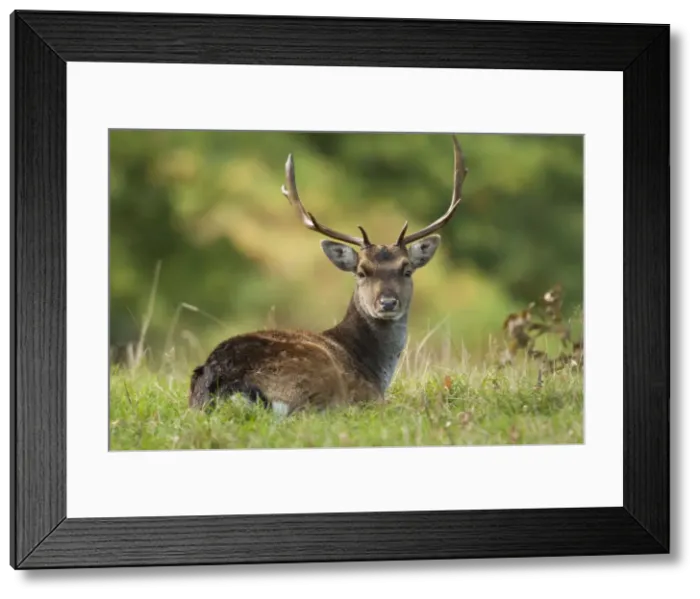 Framed Print : Picture No. 11671260 Framed Print : Picture No. 11671260
