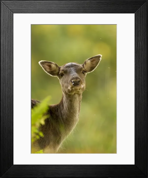 Framed Print : Picture No. 11671261 Framed Print : Picture No. 11671261