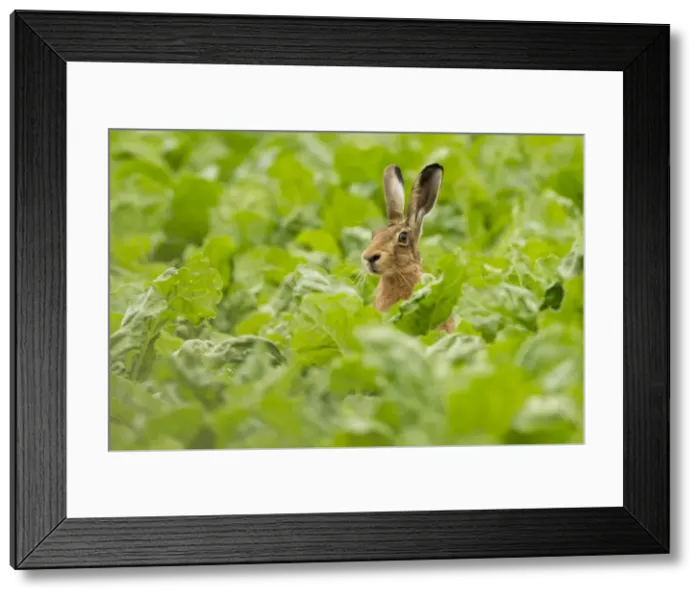 Framed Print : Picture No. 11671264 Framed Print : Picture No. 11671264