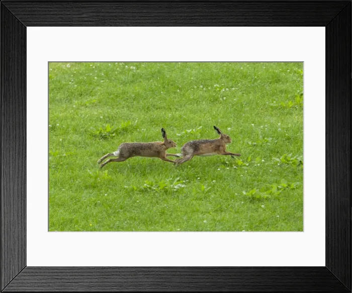 Framed Print : Picture No. 11671265 Framed Print : Picture No. 11671265