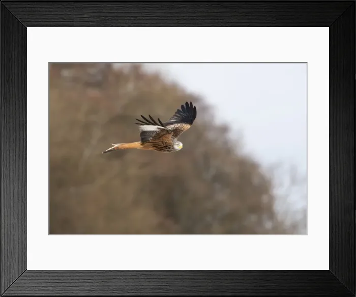 Framed Print : Picture No. 11671267 Framed Print : Picture No. 11671267
