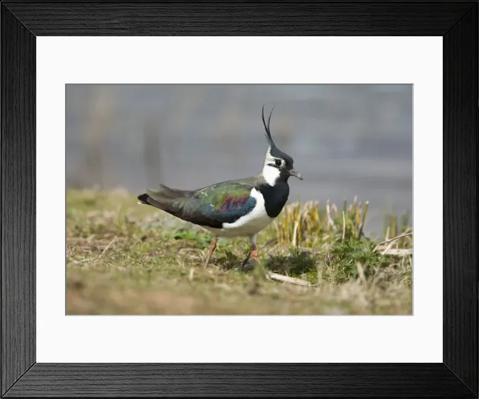 Framed Print : Picture No. 11671268 Framed Print : Picture No. 11671268