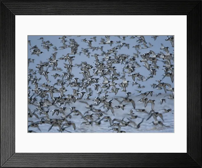 Framed Print : Picture No. 11671269 Framed Print : Picture No. 11671269