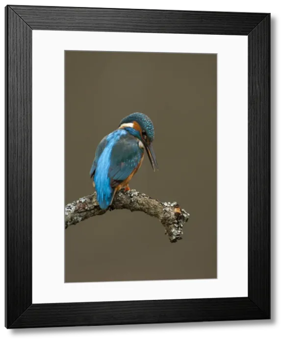 Framed Print : Picture No. 11671270 Framed Print : Picture No. 11671270