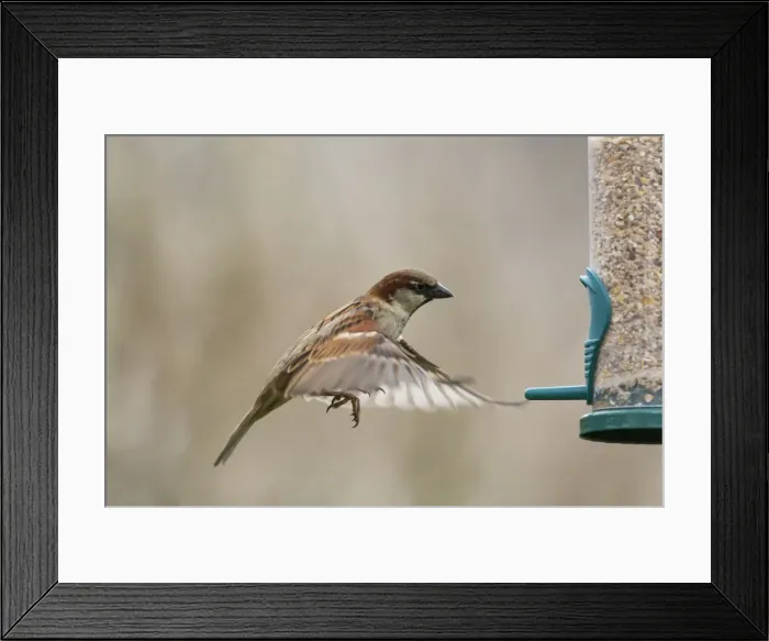 Framed Print : Picture No. 11671272 Framed Print : Picture No. 11671272